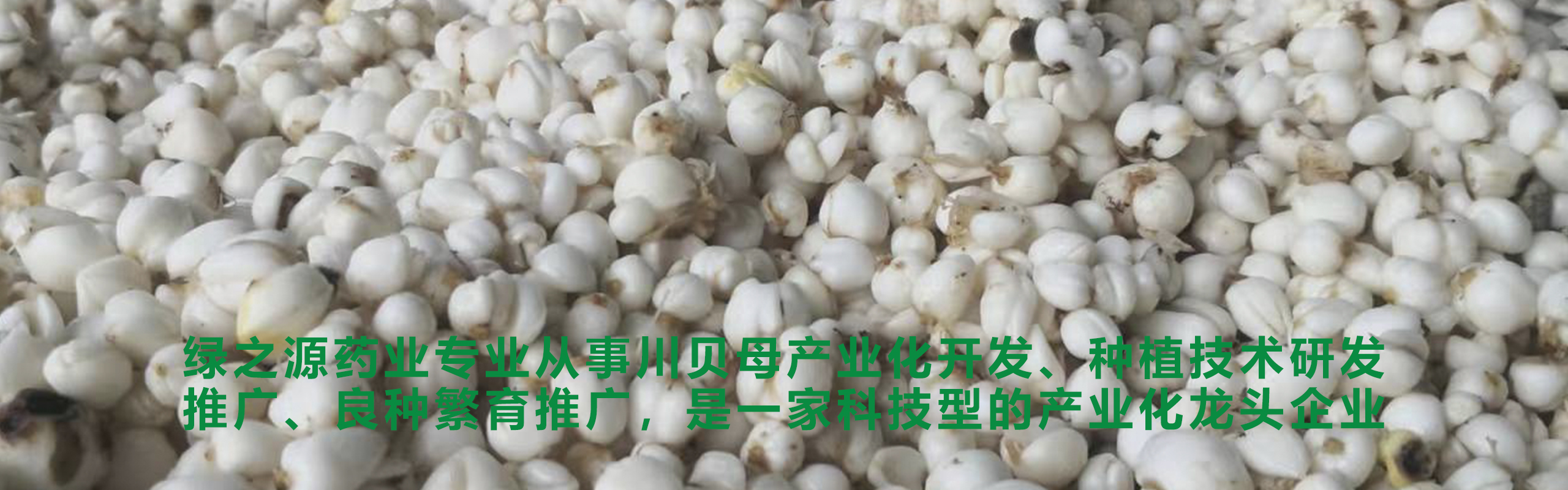 十年磨一劍、匠心不改